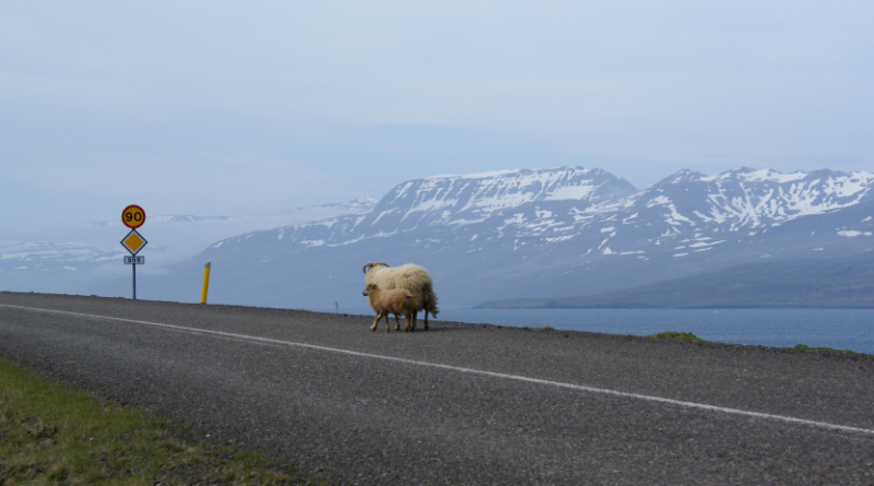 Two sheep walking down an empty road in Iceland's East Fjords. (iStock)