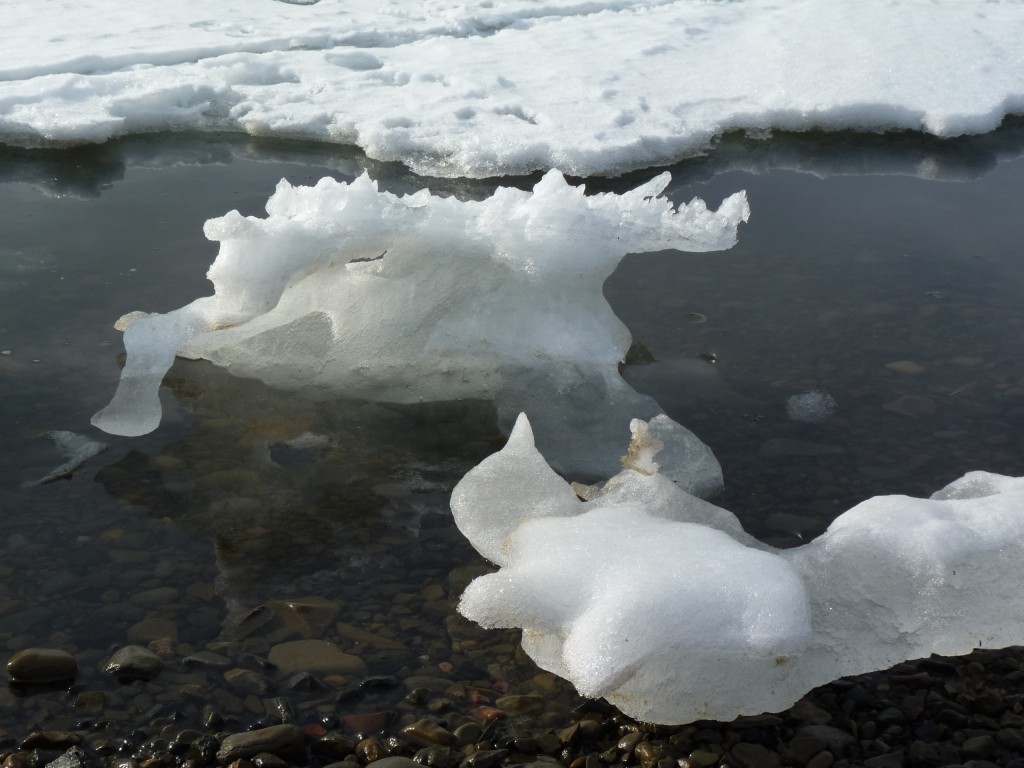 Dwindling sea ice… (Irene Quaile)