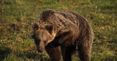 If you go into the woods today you might get a big surprise... (Kaisu Jansson / Yle)