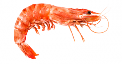 Will shrimp move North to find colder waters? (iStock)