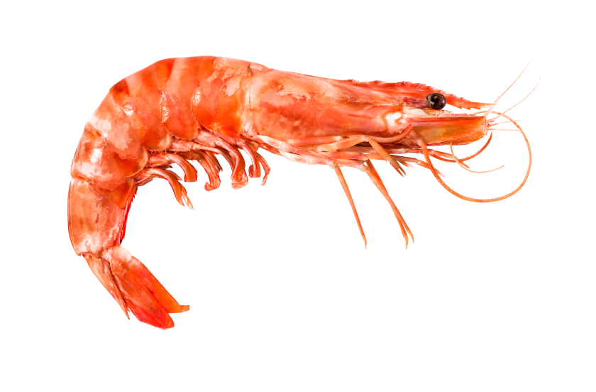 How will this shrimp's space journey help people to travel to Mars? (iStock)