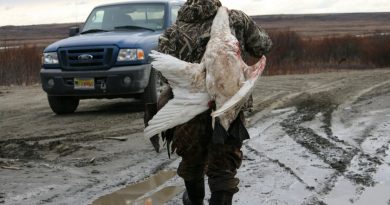 Pat Samson got three geese and a tundra swan on Saturday, May 2, 2015, hunting about eight miles outside of Bethel. (Lisa Demer/Alaska Dispatch News)