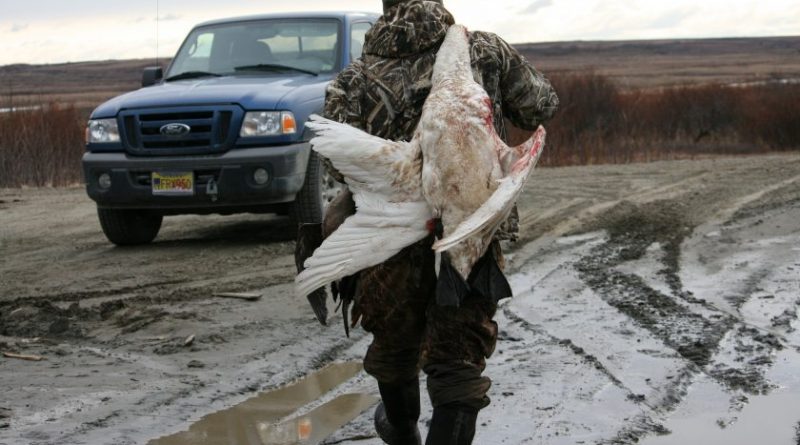 Pat Samson got three geese and a tundra swan on Saturday, May 2, 2015, hunting about eight miles outside of Bethel. (Lisa Demer/Alaska Dispatch News)