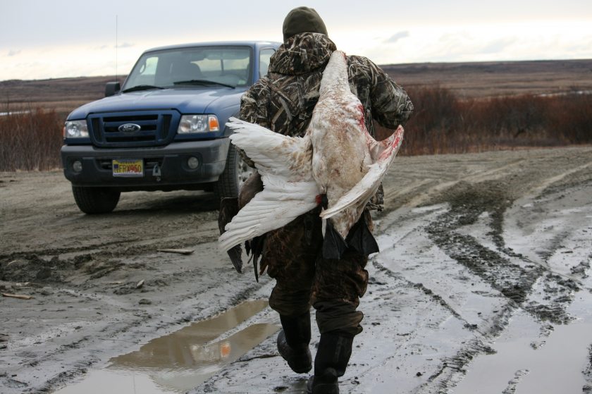 Pat Samson got three geese and a tundra swan on Saturday, May 2, 2015, hunting about eight miles outside of Bethel. (Lisa Demer/Alaska Dispatch News)