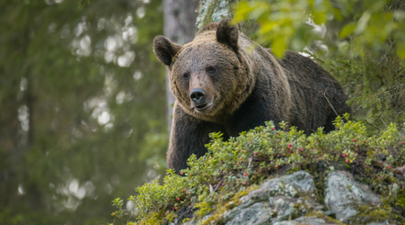 Some people in northern Sweden are concerned about increased bear sightings near their communities. (iStock)