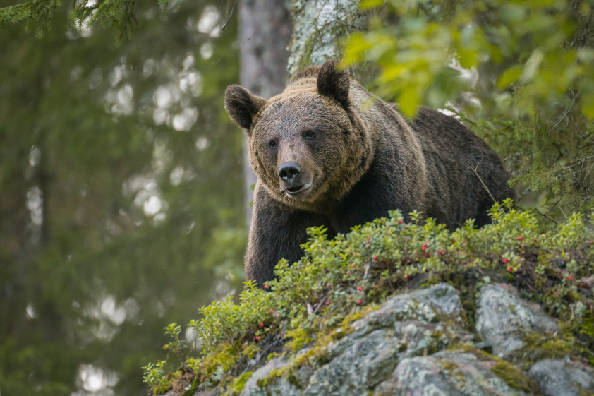 Petition to restrict brown bears in North Sweden – Eye on the Arctic