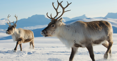 Reindeer in Finnish Lapland. (iStock)
