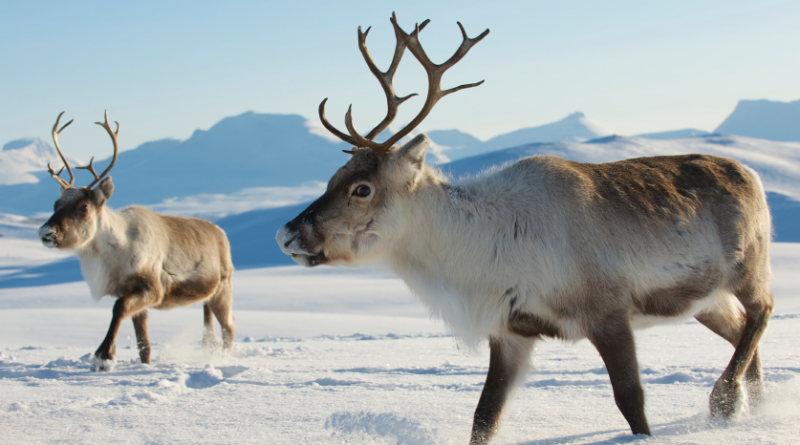 Reindeer in Finnish Lapland. (iStock)