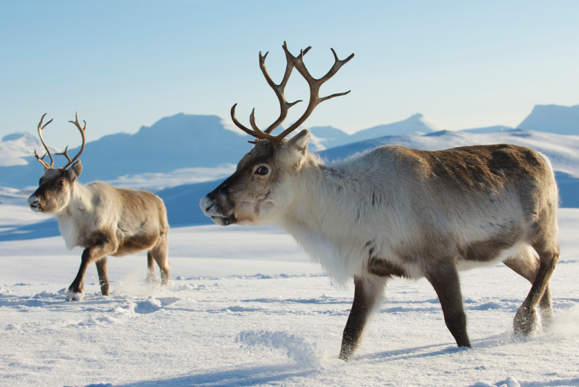 Reindeer in Finnish Lapland. (iStock)
