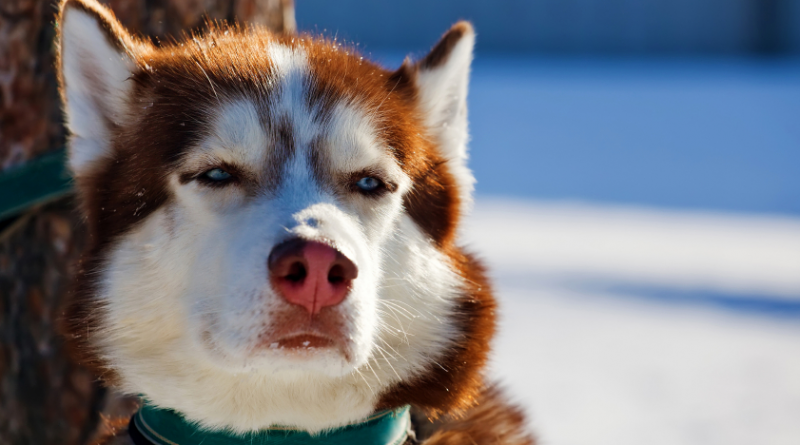 A sled dog in Alaska in 2013. Wildfires put hundreds of sled dogs in emergency shelters this week after their kennels were evacuated. (iStock)