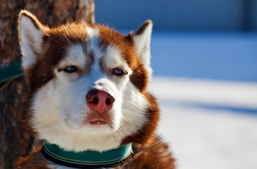 A sled dog in Alaska in 2013. Wildfires put hundreds of sled dogs in emergency shelters this week after their kennels were evacuated. (iStock)