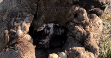 With no caribou on their islands, Inuit on the Belcher Islands have relied on eider ducks for food and clothing for generations. Here, an Inuit woman wearing a traditional eider skin parka collects duck eggs in a still photo from the film "People of a Feather." (Joel Heath/The Canadian Press)