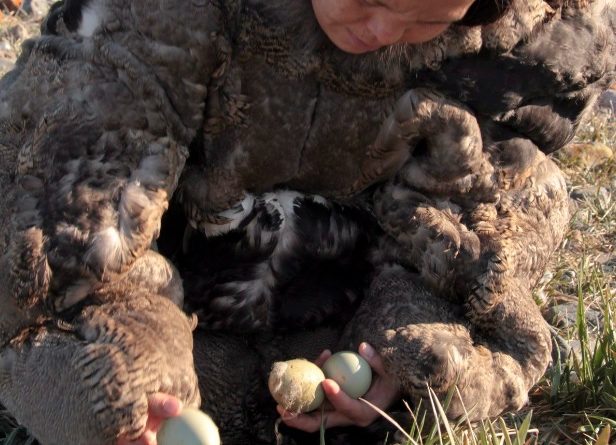 With no caribou on their islands, Inuit on the Belcher Islands have relied on eider ducks for food and clothing for generations. Here, an Inuit woman wearing a traditional eider skin parka collects duck eggs in a still photo from the film "People of a Feather." (Joel Heath/The Canadian Press)