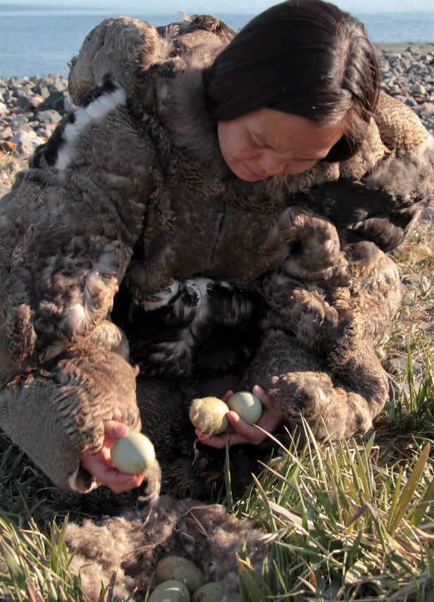 With no caribou on their islands, Inuit on the Belcher Islands have relied on eider ducks for food and clothing for generations. Here, an Inuit woman wearing a traditional eider skin parka collects duck eggs in a still photo from the film "People of a Feather." (Joel Heath/The Canadian Press)