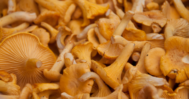 Chanterelles gathered from a forest in Finland. (iStock)