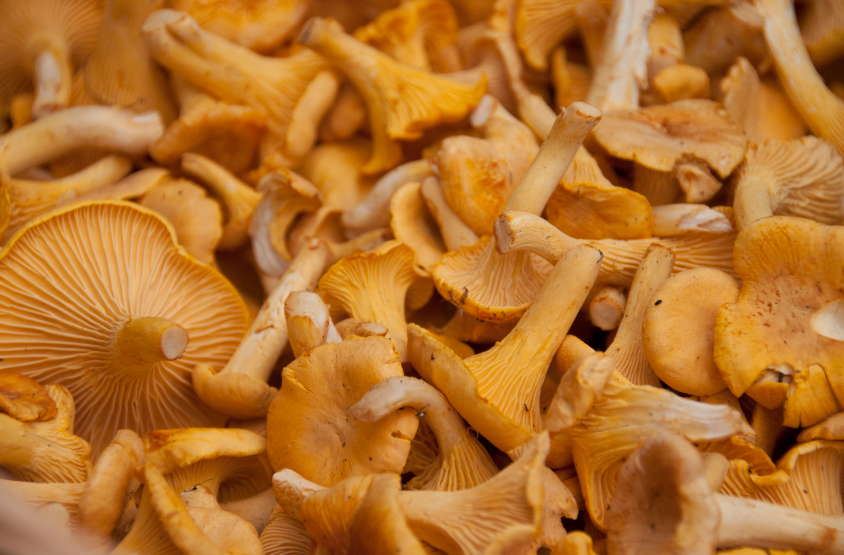 Chanterelles gathered from a forest in Finland. (iStock)
