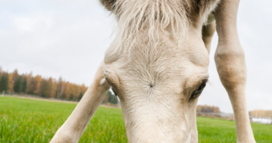 The amount of energy contained in the manure produced by three horses in a year is equivalent to the annual heat consumption of a single-family house in Finland. (iStock)