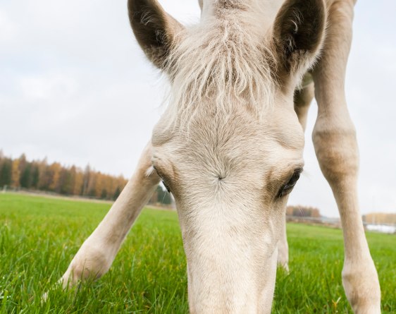 The amount of energy contained in the manure produced by three horses in a year is equivalent to the annual heat consumption of a single-family house in Finland. (iStock)