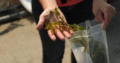Heather Stewart, with the Alaska Department of Natural Resources, shows a sample of Richardson's Pond Weed, during a survey the weeds in Lake Hood Float Plane Base on Wednesday, June 24, 2015. The weed is native species often mistaken for the invasive species Elodea that has been found in a small area of Lake Hood. (Bob Hallinen/Alaska Dispatch News)