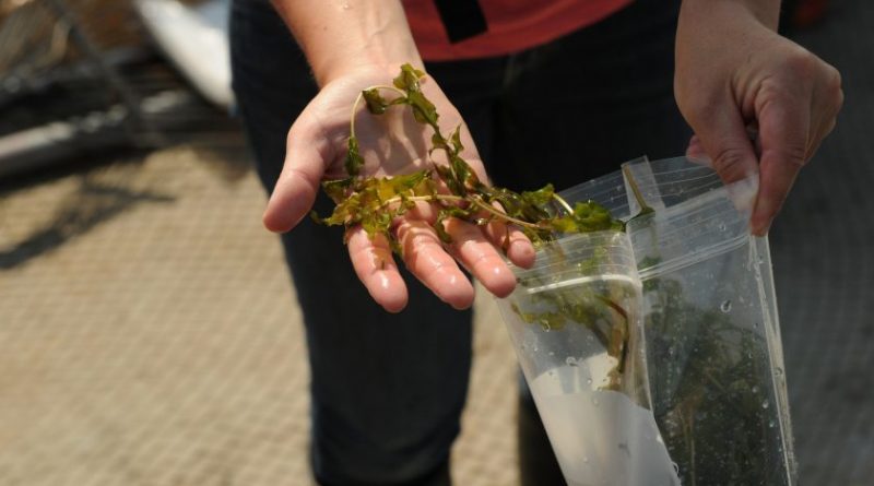 Heather Stewart, with the Alaska Department of Natural Resources, shows a sample of Richardson's Pond Weed, during a survey the weeds in Lake Hood Float Plane Base on Wednesday, June 24, 2015. The weed is native species often mistaken for the invasive species Elodea that has been found in a small area of Lake Hood. (Bob Hallinen/Alaska Dispatch News)