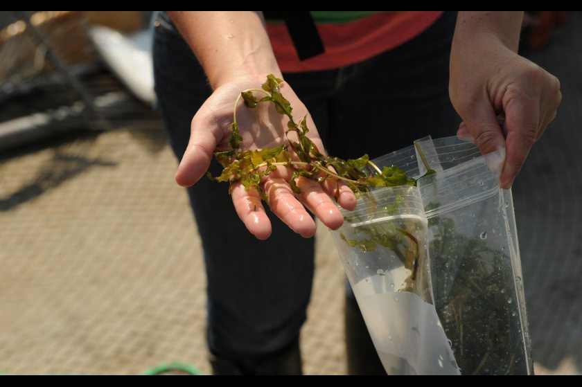 Heather Stewart, with the Alaska Department of Natural Resources, shows a sample of Richardson's Pond Weed, during a survey the weeds in Lake Hood Float Plane Base on Wednesday, June 24, 2015. The weed is native species often mistaken for the invasive species Elodea that has been found in a small area of Lake Hood. (Bob Hallinen/Alaska Dispatch News)