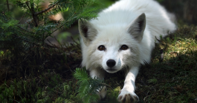 A new feeding program is contributing to an increased arctic fox population in Sweden. (iStock)
