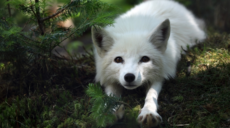 A new feeding program is contributing to an increased arctic fox population in Sweden. (iStock)