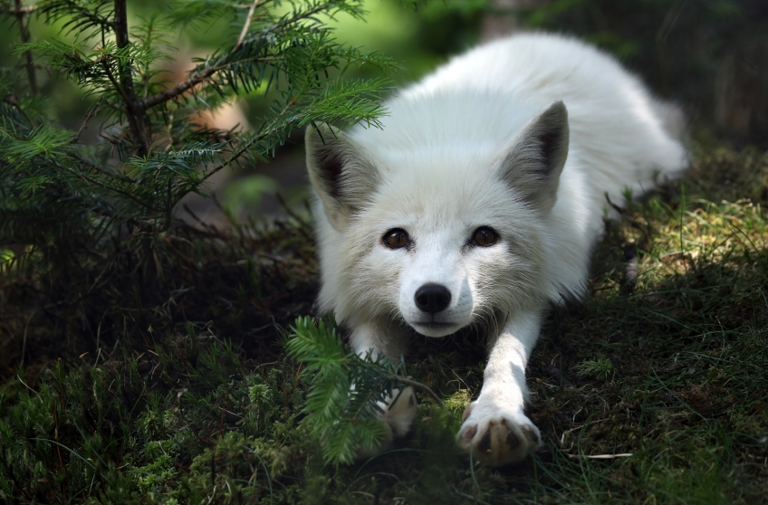 Arctic foxes making a comeback in Sweden – Eye on the Arctic