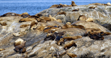 Fur seals on an island in Glacier Bay, Alaska. (iStock)