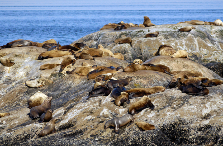 Fur seals on an island in Glacier Bay, Alaska. (iStock)