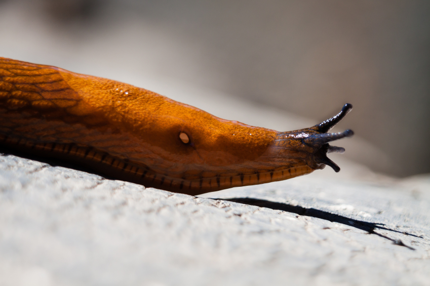 The hated creature is known as the "killer slug", mördarsnigel. (iStock)