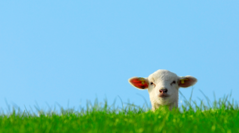 A protective hunt is being considered after a number wolf attacks on lambs and sheep in northern Sweden. (iStock)