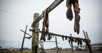 Walrus carcasses hanging to dry in the St. Lawrence island village of Gambell. August 29, 2012. (Loren Holmes/ Alaska Dispatch News)