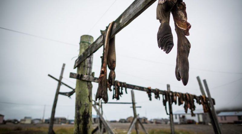 Walrus carcasses hanging to dry in the St. Lawrence island village of Gambell. August 29, 2012. (Loren Holmes/ Alaska Dispatch News)