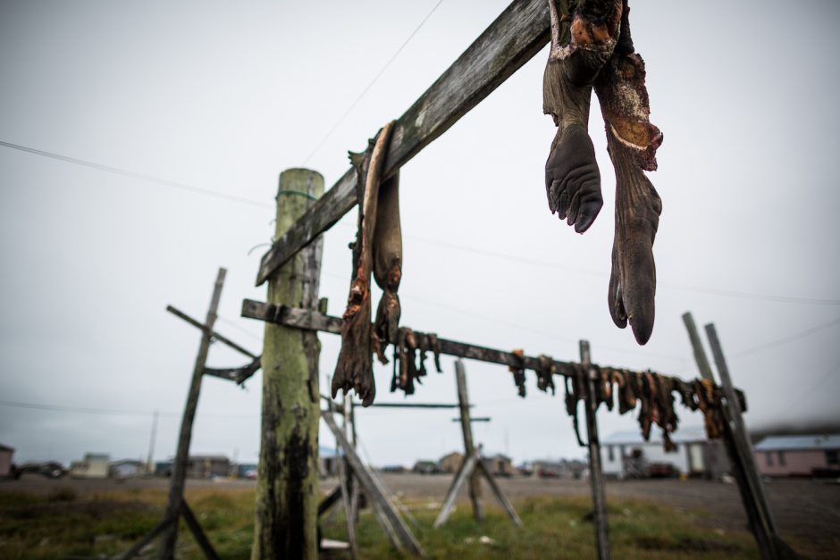 Walrus carcasses hanging to dry in the St. Lawrence island village of Gambell. August 29, 2012. (Loren Holmes/ Alaska Dispatch News)