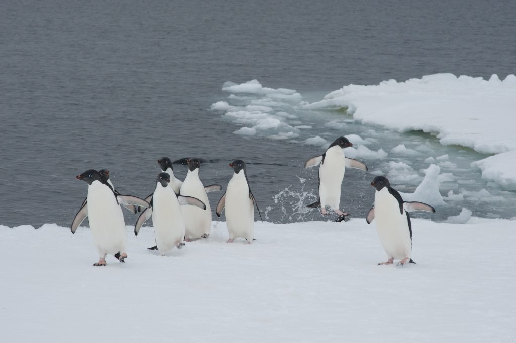 Even the Antarctic is not safe from warming (Pic thanks to International Polar Foundation)