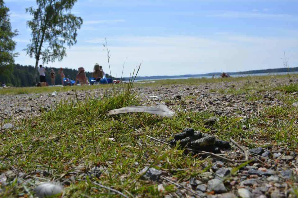 Vääksy beach, where barnacle geese are a problem, says municipality. (Yle News)