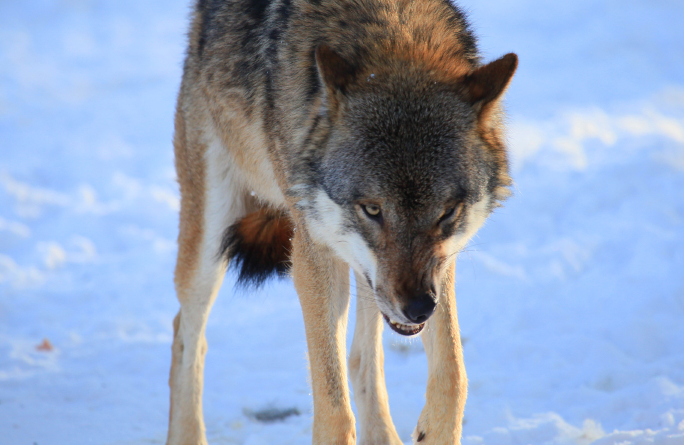 Recent attacks on domestic animals in northern Sweden has led to politicians authorizing a protective hunt through August 20, 2015. (iStock)