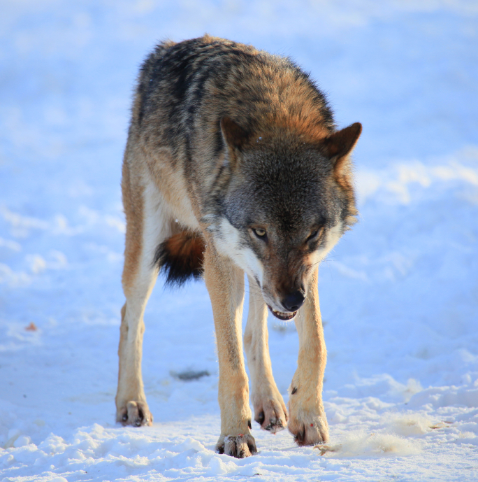 Recent attacks on domestic animals in northern Sweden has led to politicians authorizing a protective hunt through August 20, 2015. (iStock)