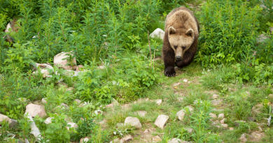 Conservationists are questioning Sweden's bear hunt this year, saying the quotas are too high. (iStock)