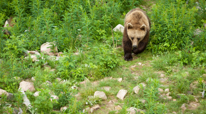 Conservationists are questioning Sweden's bear hunt this year, saying the quotas are too high. (iStock)