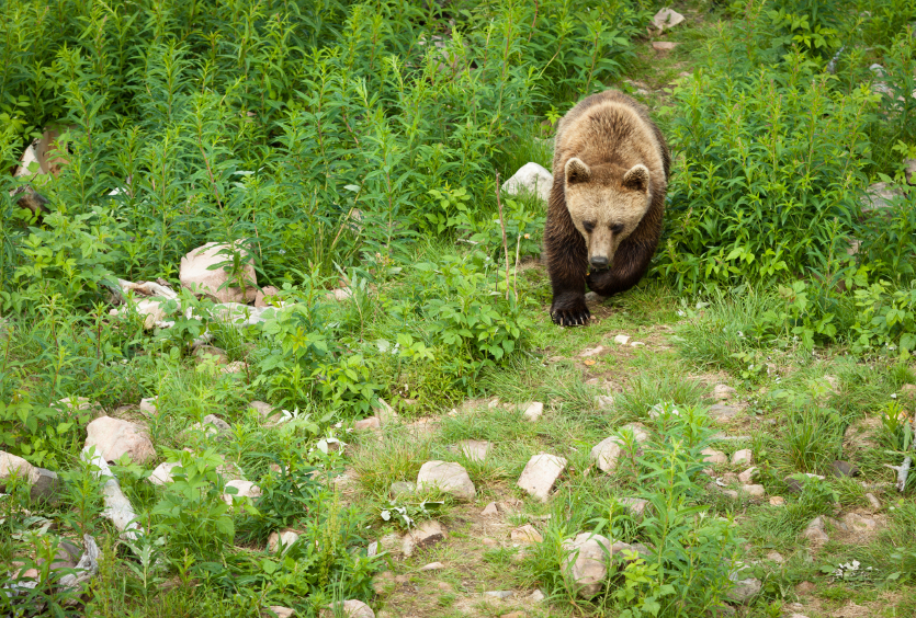 Conservationists are questioning Sweden's bear hunt this year, saying the quotas are too high. (iStock)