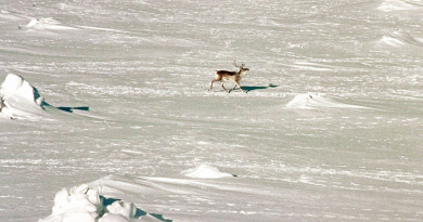 A caribou in Baffin Island's south. A limited caribou harvest will be allowed this year. (Stephan Savoia/The Canadian Press)