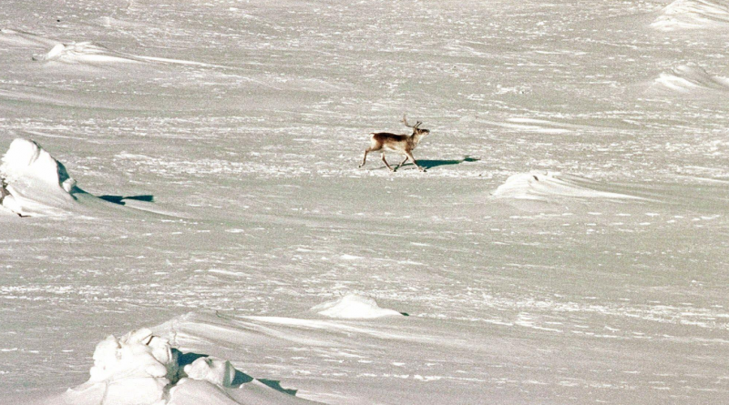 A caribou in Baffin Island's south. A limited caribou harvest will be allowed this year. (Stephan Savoia/The Canadian Press)