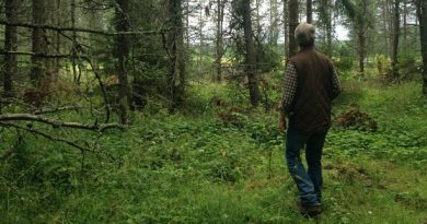 A small private plantation of the Lodgepole pine outside of Flen, southwest of Stockholm. (Markus Landén/Sveriges Radio)