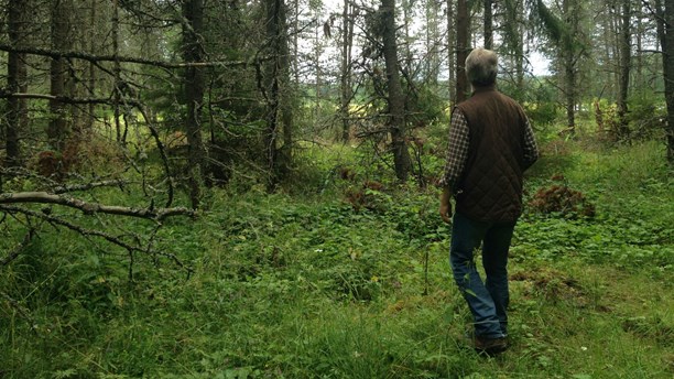 A small private plantation of the Lodgepole pine outside of Flen, southwest of Stockholm. (Markus Landén/Sveriges Radio)