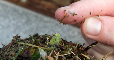 A blue rectangular piece of microplastic is visible on a researcher's finger in Washington State in 2010. (Ted S. Warren / AP)