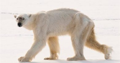 This emaciated polar bear swam underwater for an unusually long time to try to catch a bearded seal. (Courtesy Rinie van Meurs)