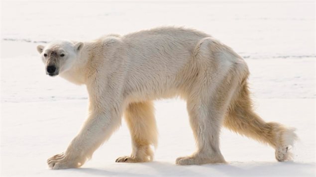 This emaciated polar bear swam underwater for an unusually long time to try to catch a bearded seal. (Courtesy Rinie van Meurs)