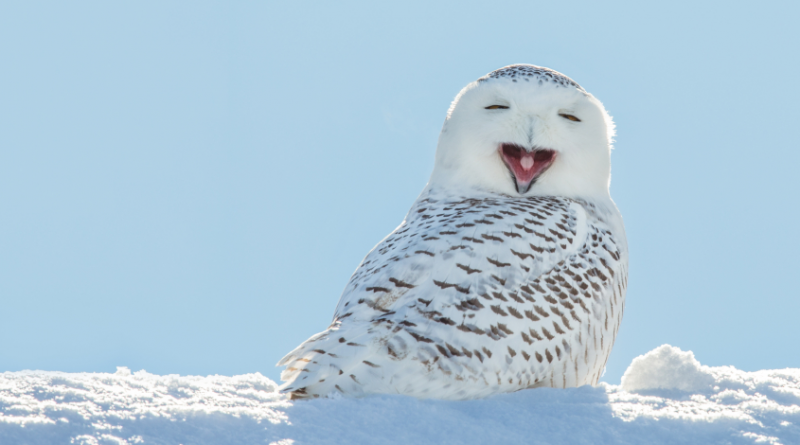 A snowy owl yawning. Conservationists think an abundance of lemmings and rodents are attracting these birds of prey to nesting grounds in western Sweden. (iStock)